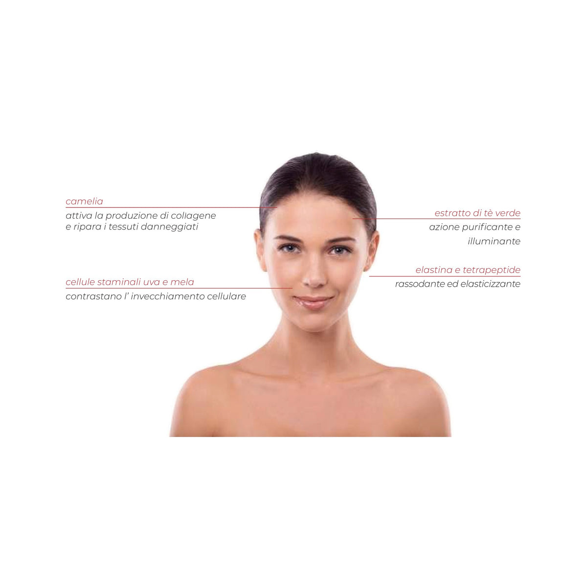 Attivi principali AgeReverse Crema Viso Anti-Age: camelia, estratto di tè verde, cellule staminali uva e mela, elastina e tetrapeptide